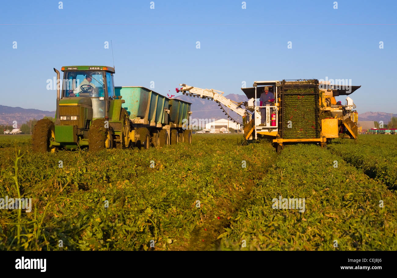 Agriculture A mechanical tomato harvester harvests processing Stock