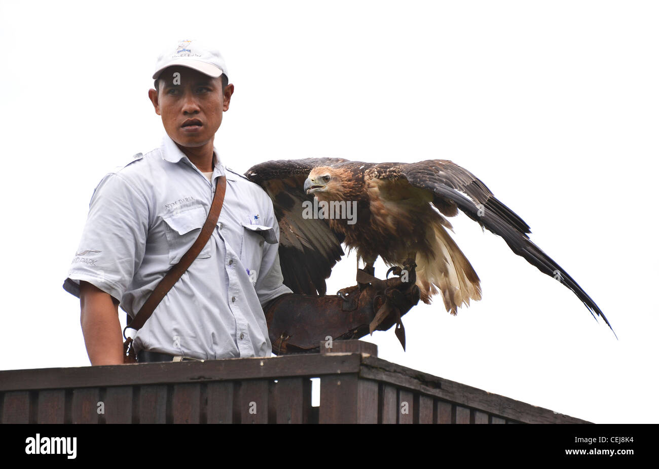 Bird Park keeper with Eagle during falconry demonstration, Bali Bird Park, Bali Stock Photo Alamy