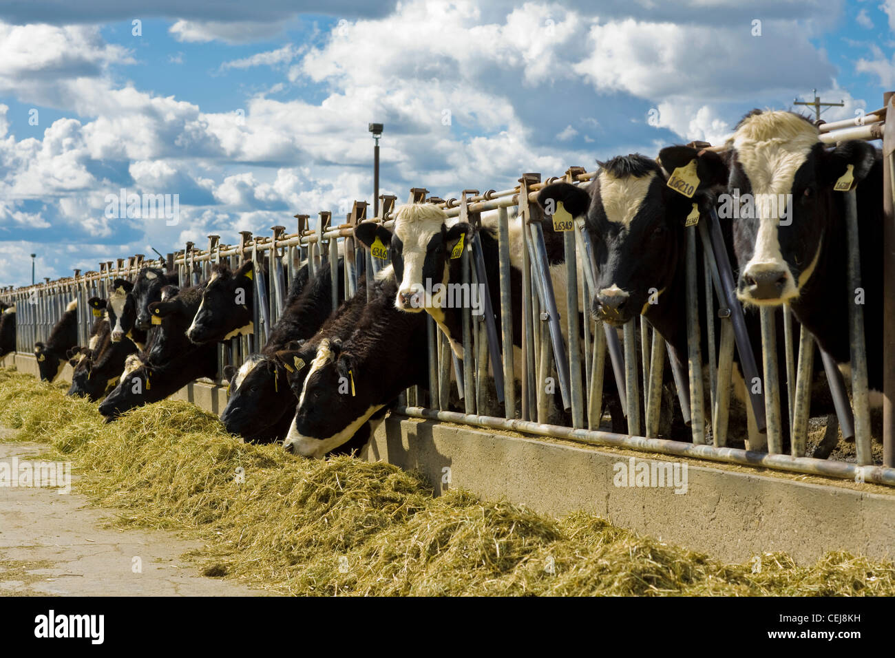 Livestock Holstein dairy cows feed on haylage at a dairy feedbunk