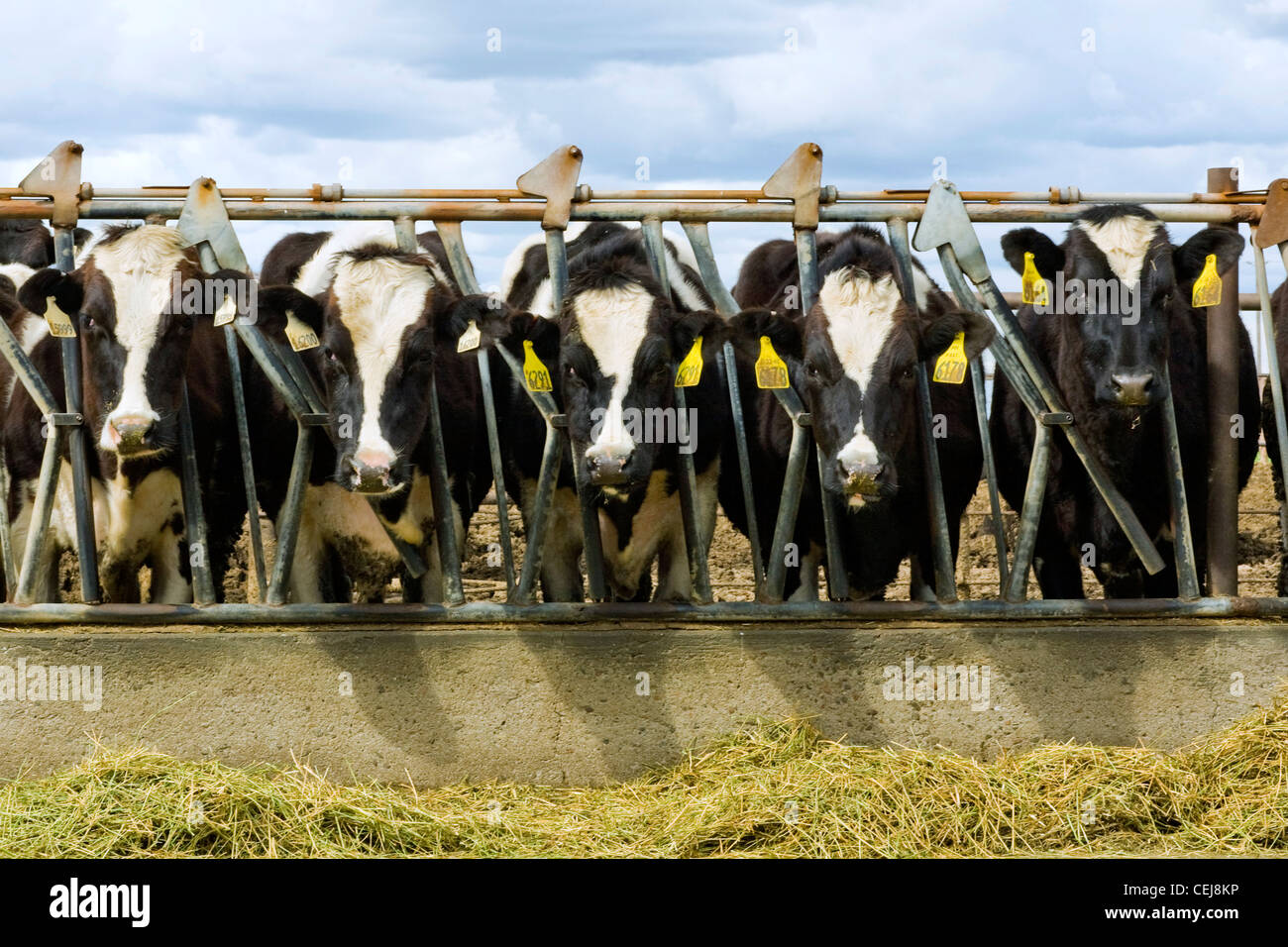 Livestock Curious Holstein dairy cows feed on haylage at a dairy