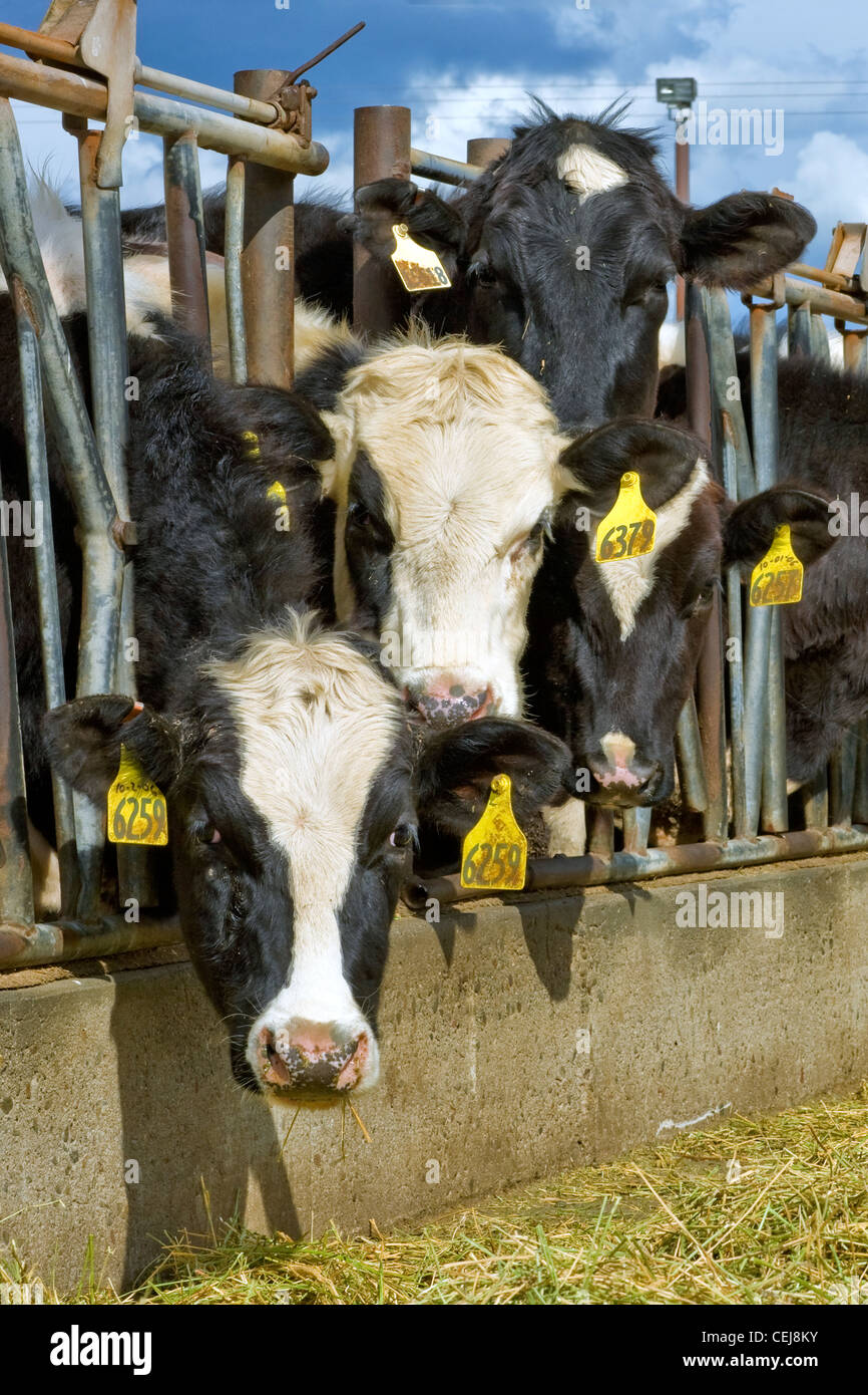 Livestock holstein dairy cattle feed hires stock photography and