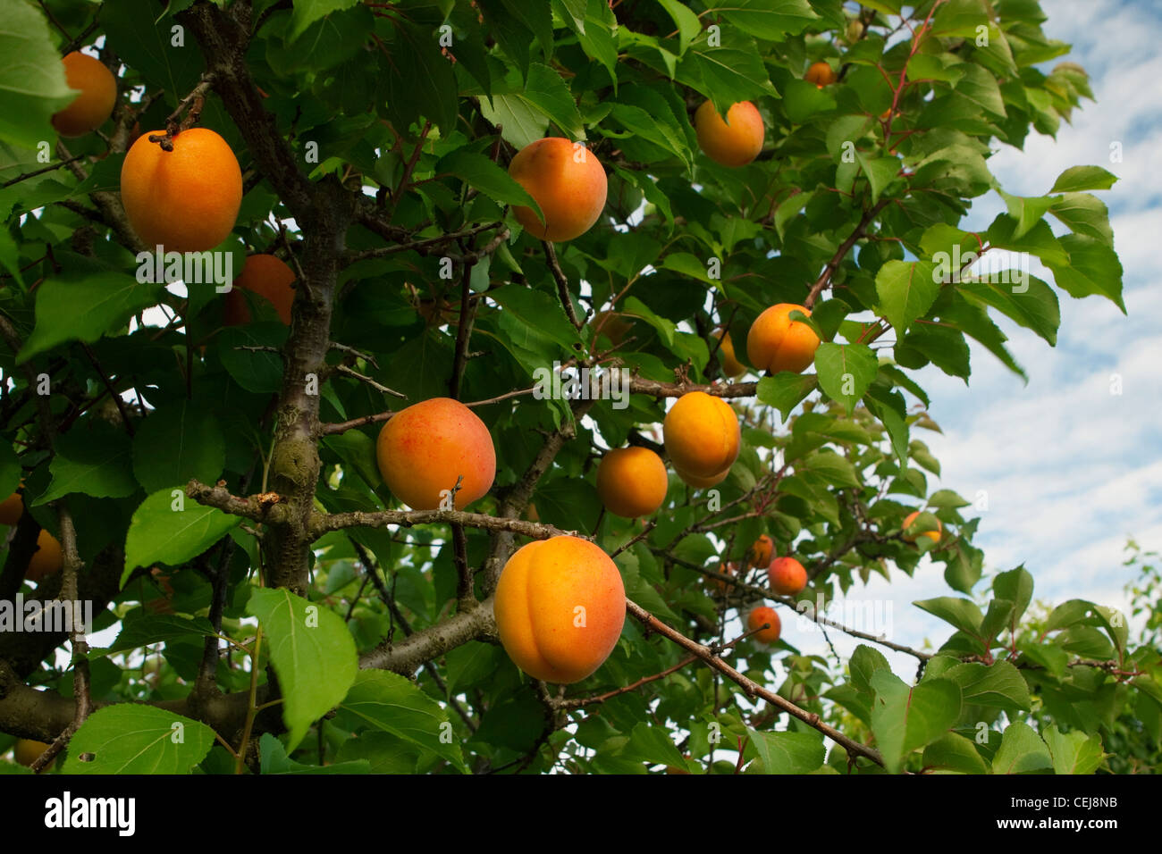 Agriculture Mature apricots on the tree, ripe and ready to harvest