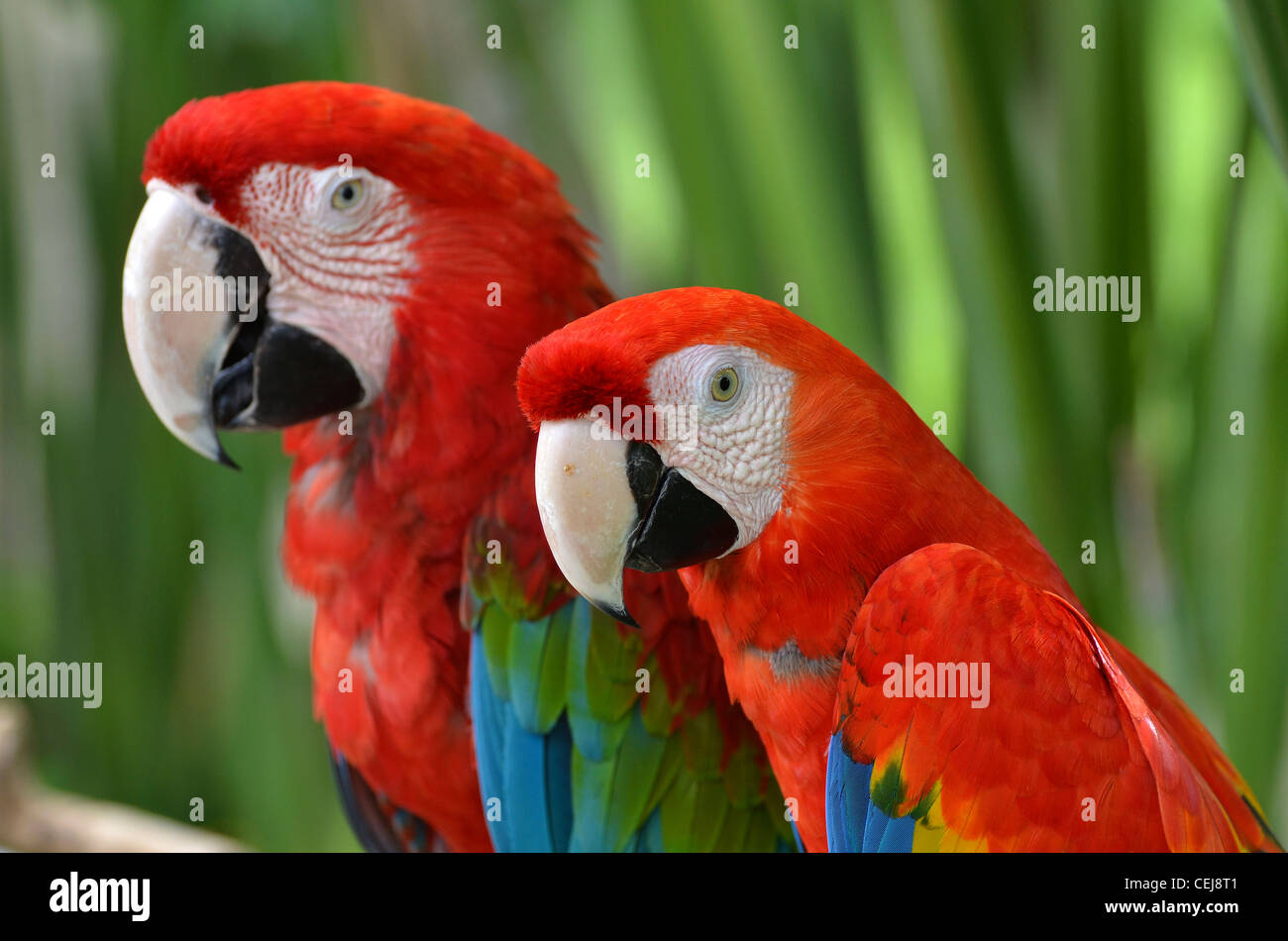 Blue, red and green crested parrots, Bali, Indonesia Stock Photo