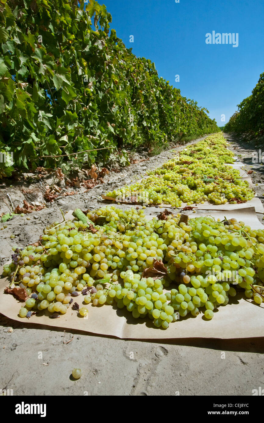 Grape harvest drying raisins hires stock photography and images Alamy