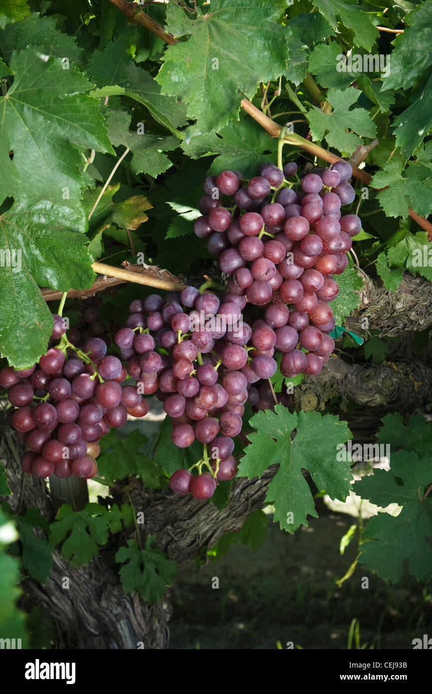 Agriculture - Closeup of mature harvest ready Red Flame table grape clusters on the vine / near Dinuba, California, USA. Stock Photo
