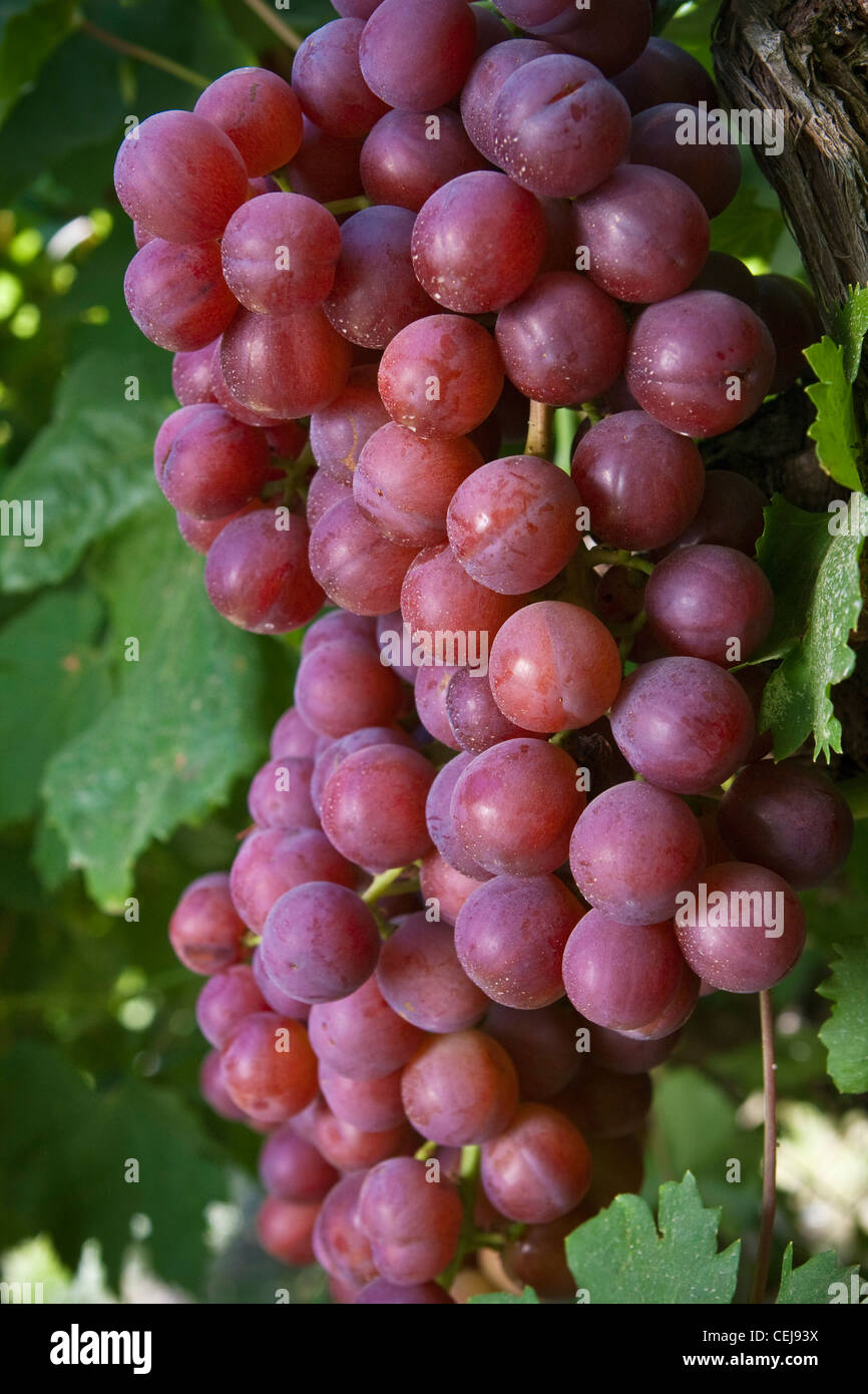 Incite Facilitate Majestic Mature growth table grapes hi-res stock photography and images - Alamy
