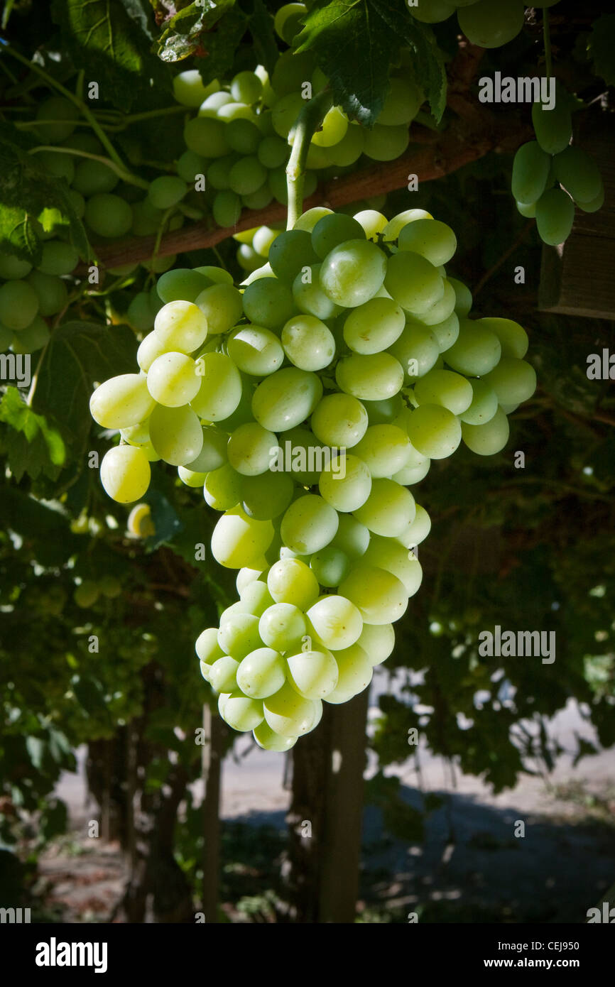 Agriculture - Mature Princess table grape cluster on the vine / near Dinuba, California, USA. Stock Photo