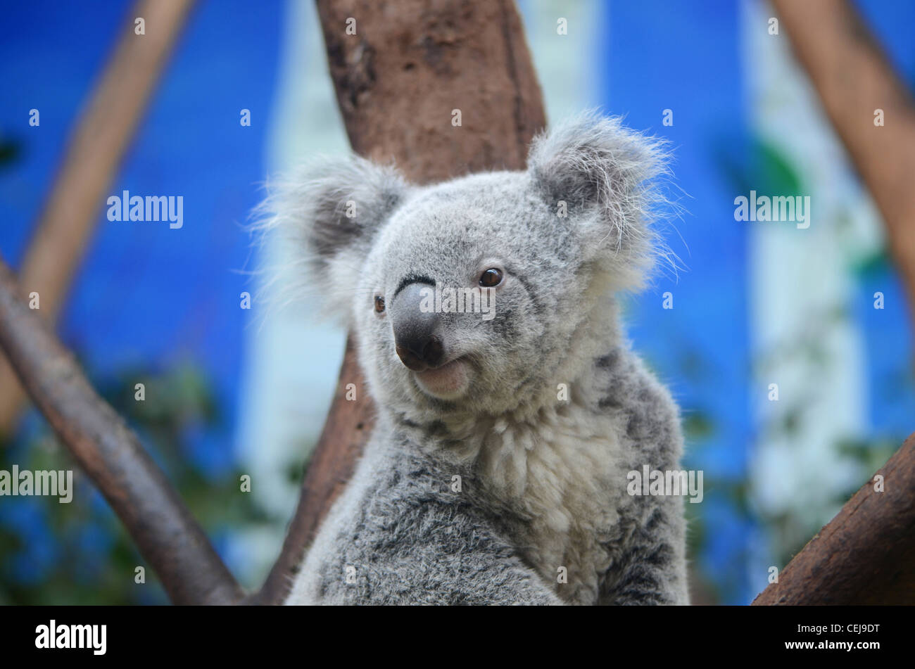 lovely koala Stock Photo