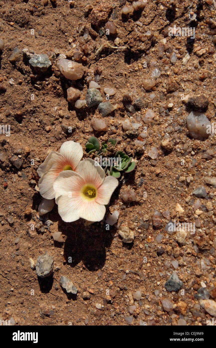 Desert Flora on way to Namaqualand National Park,Northern Cape Stock Photo