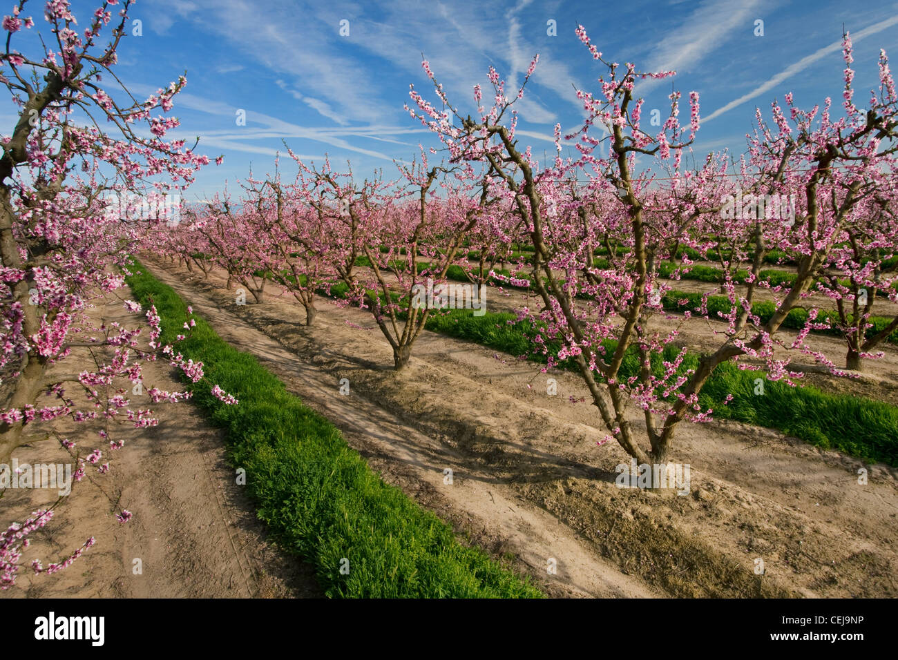 Agriculture A nectarine orchard in Spring at the full bloom stage