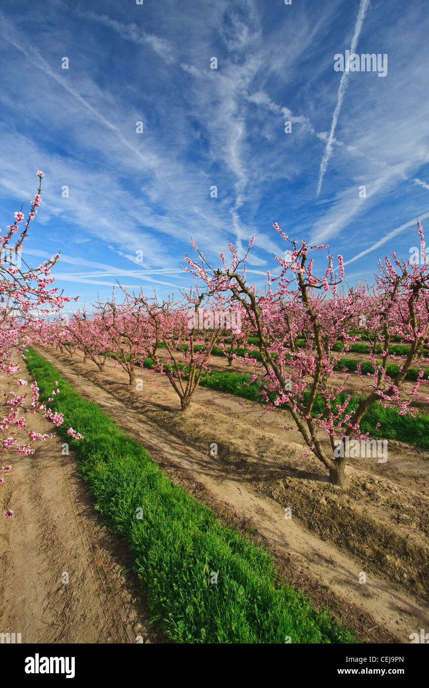 Agriculture A nectarine orchard in Spring at the full bloom stage