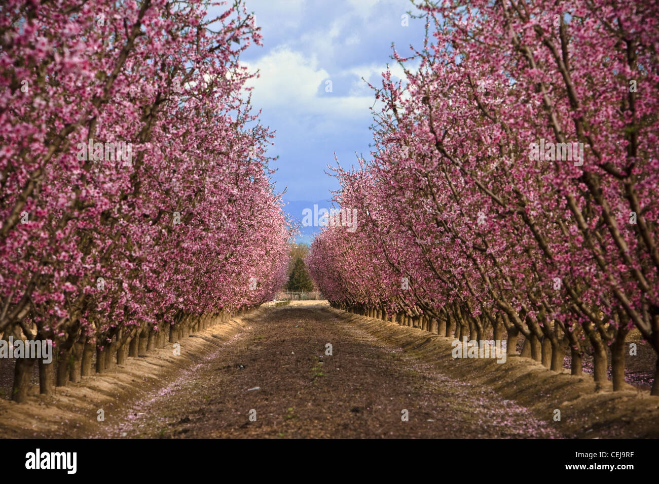 Agriculture Looking down between the rows of nectarine trees in