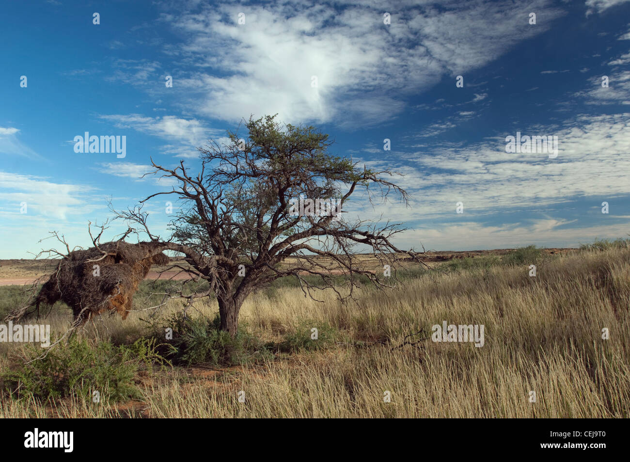 Tree savannas hi-res stock photography and images - Alamy