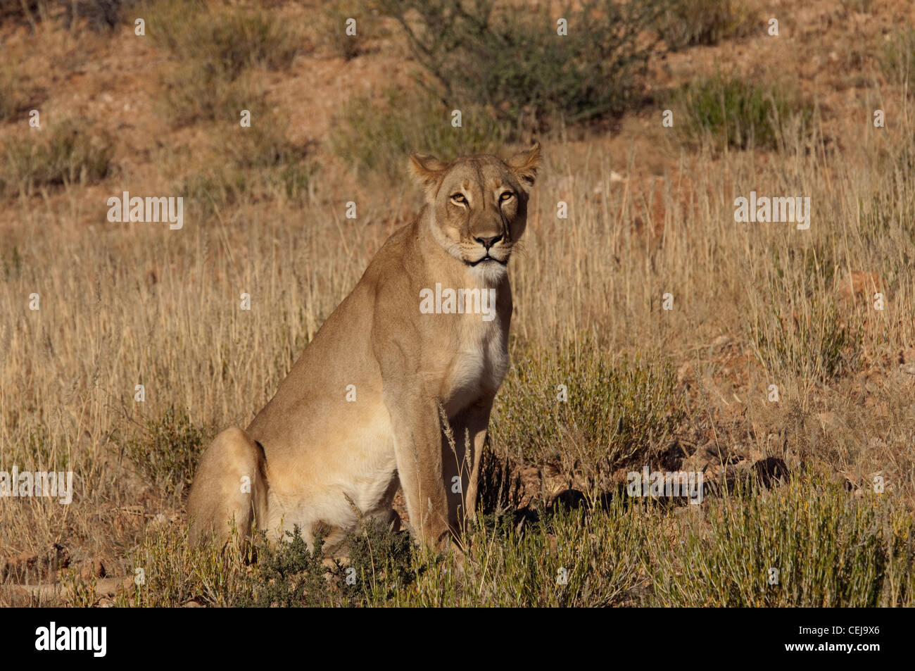 Lioness near Xaus Lodge,Kgalagadi Transfrontier Park,Northern Cape Stock Photo