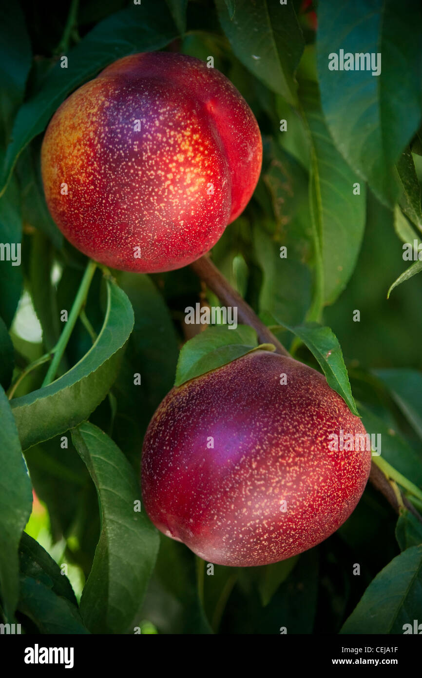 Nectarine grove hires stock photography and images Alamy