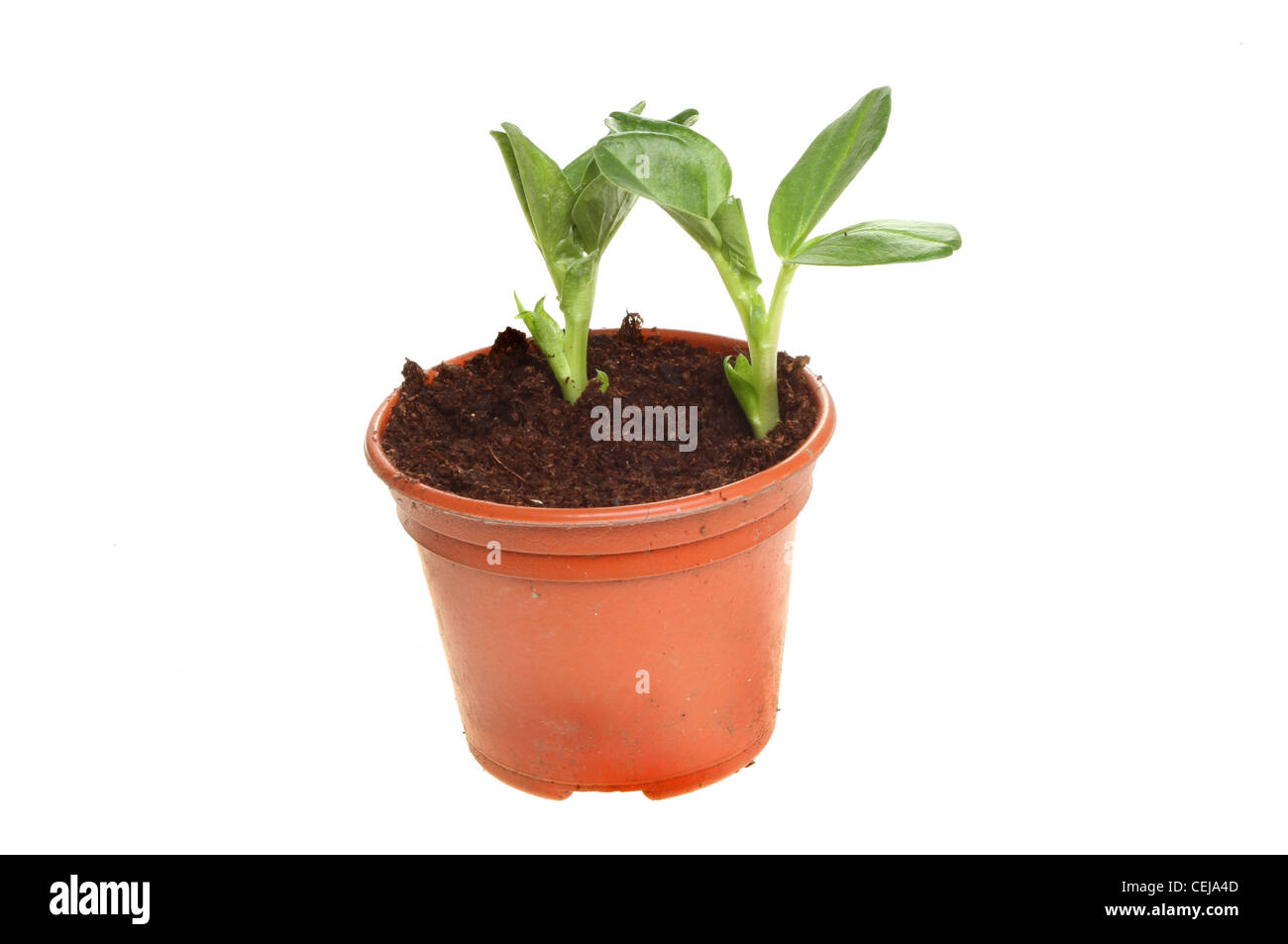Young broad bean vegetable plant seedlings in a plastic pot isolated against white Stock Photo