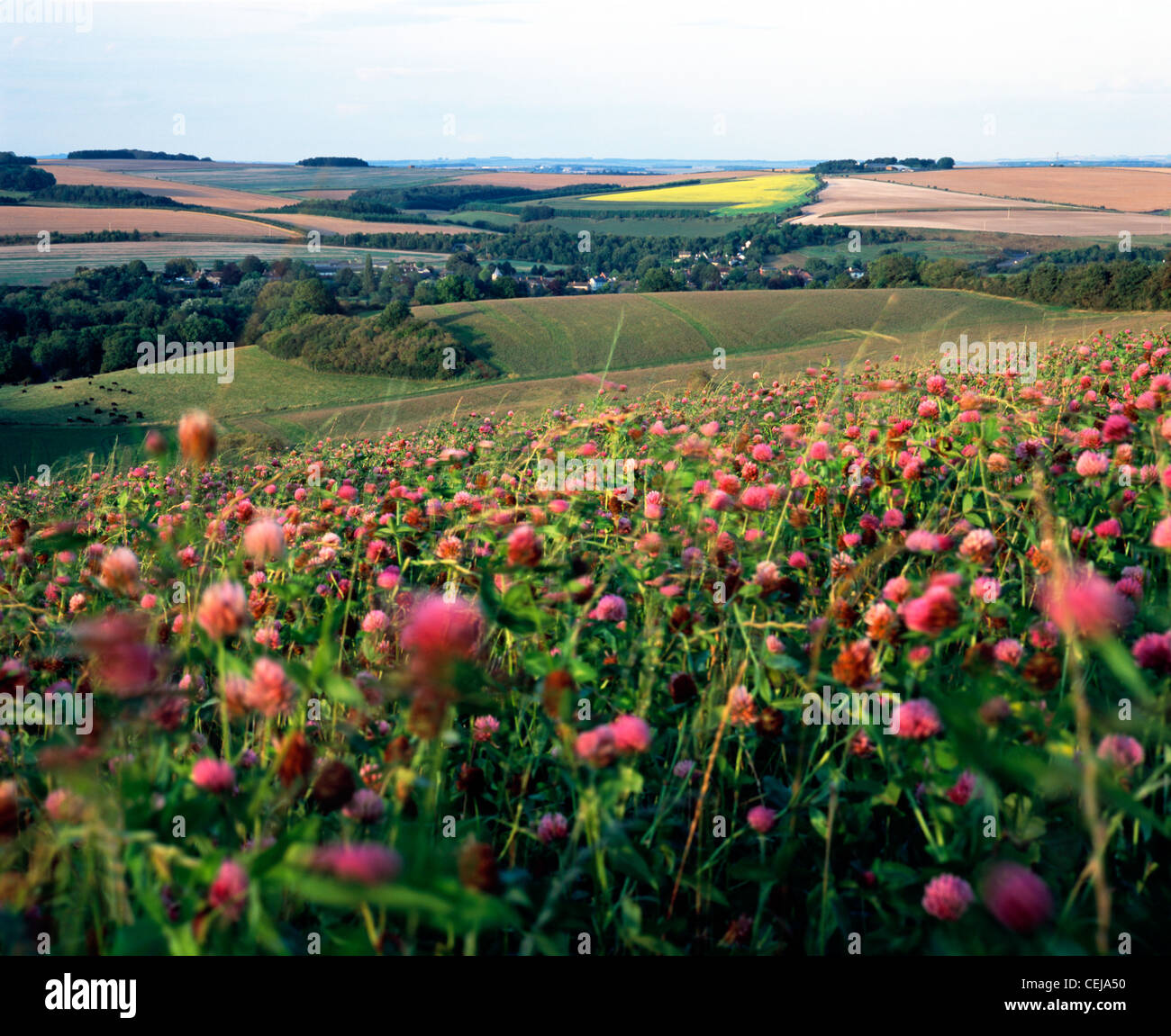 A field of red clover growing on a hillside near Hanging Langford in the Wylye Valley, Wiltshire, England. Stock Photo