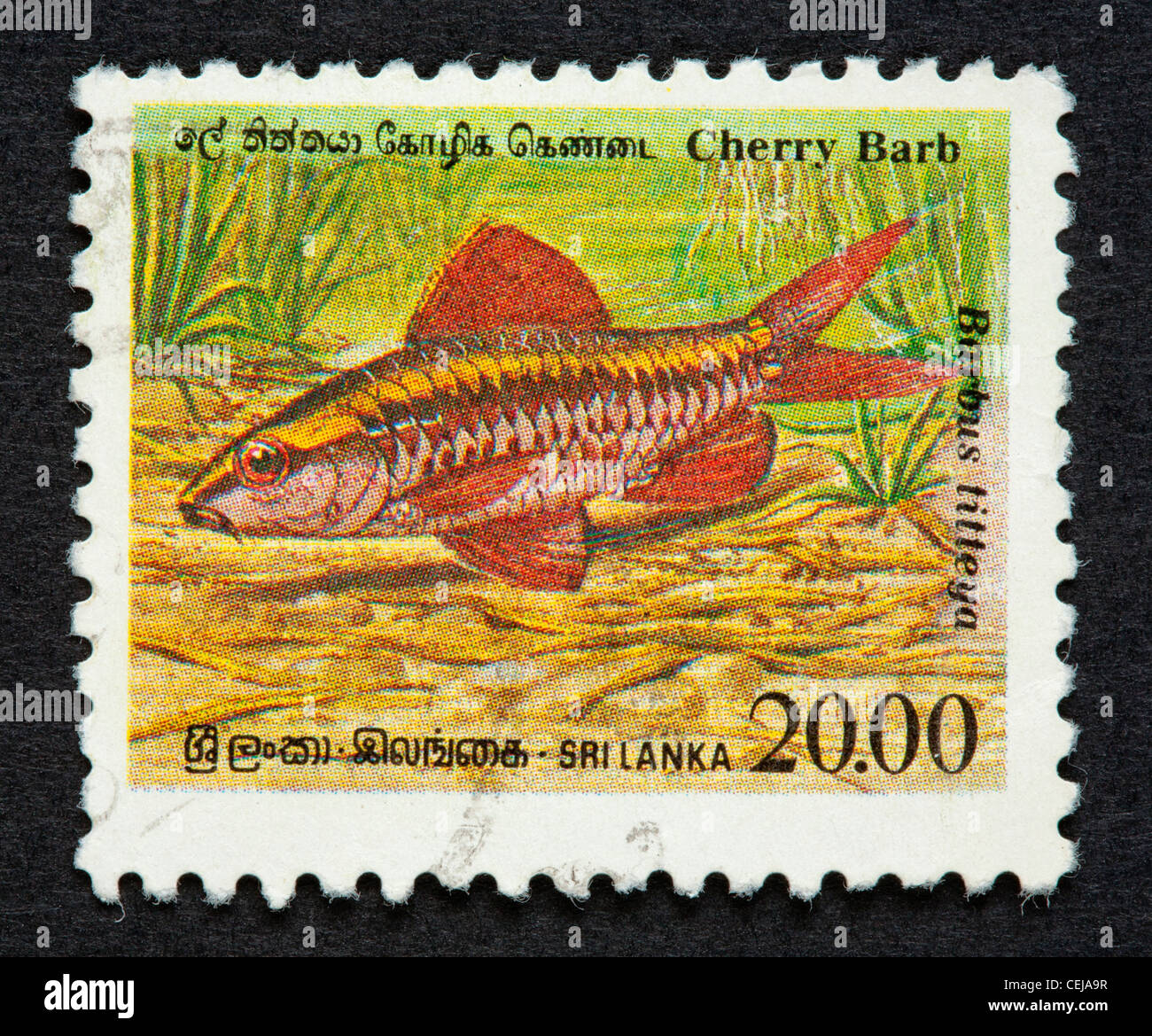 Sri Lankan postage stamp Stock Photo