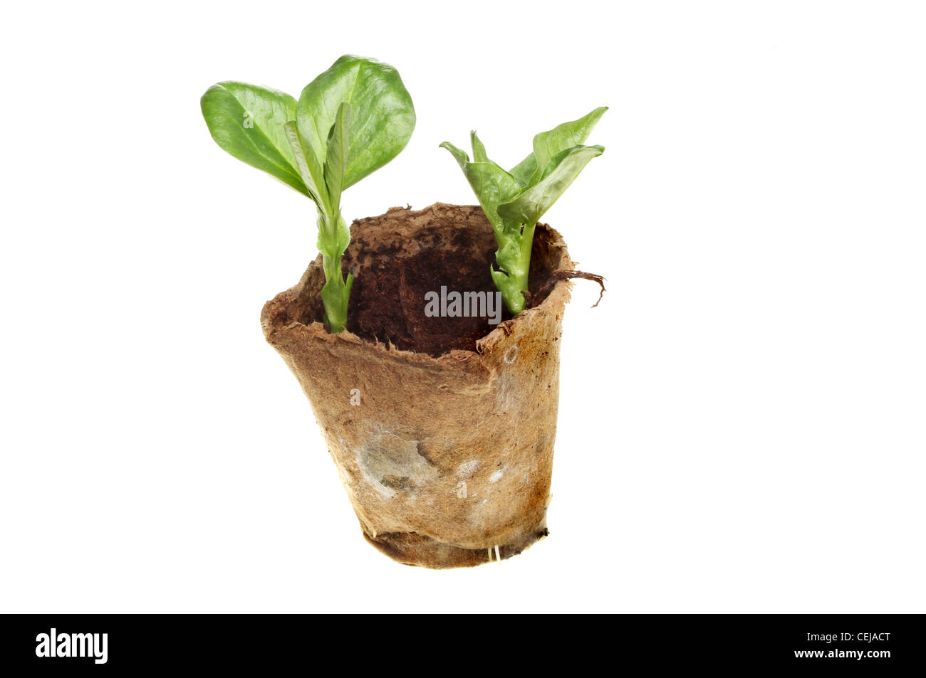 Broad bean seedlings in a fiber pot isolated against white Stock Photo