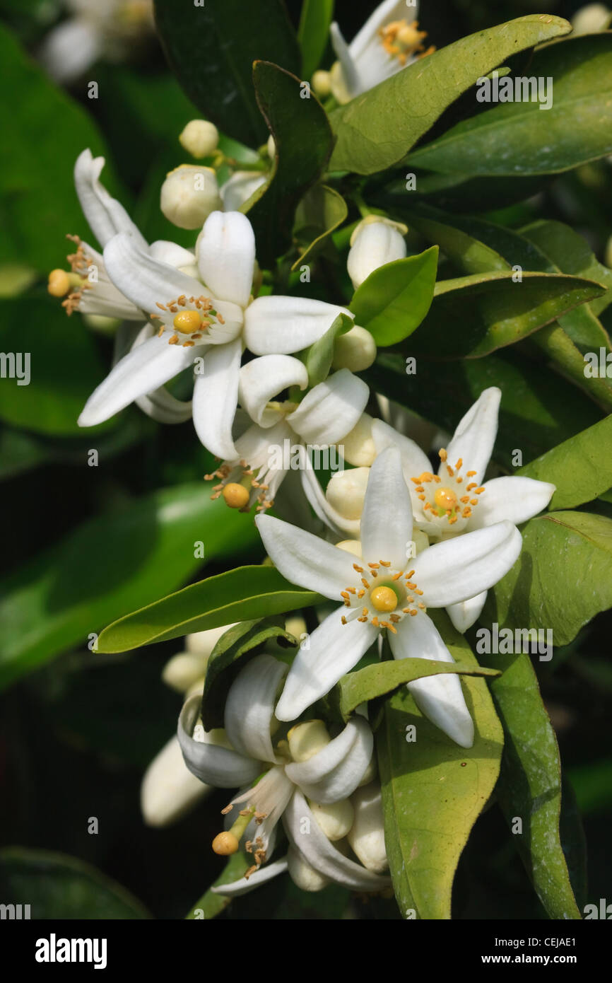 Orange groves california hires stock photography and images Alamy