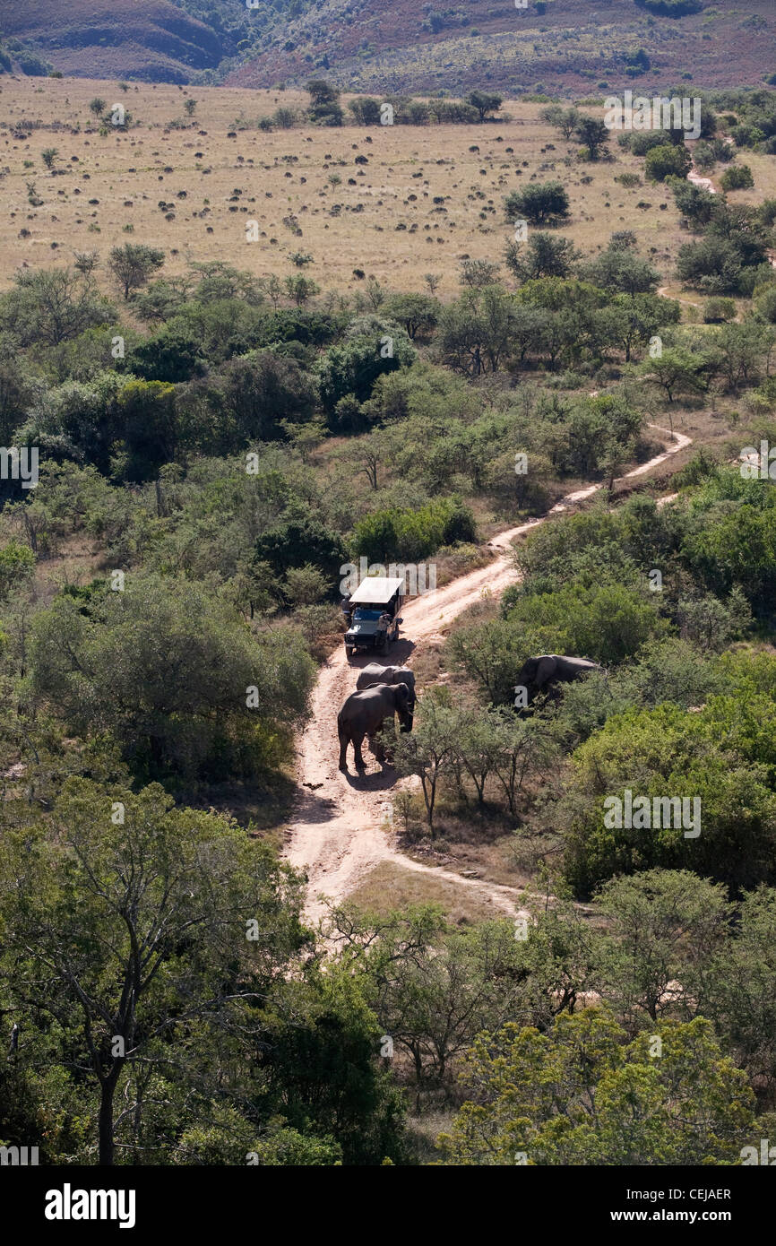 Addo Elephant Park,Eastern Cape Stock Photo