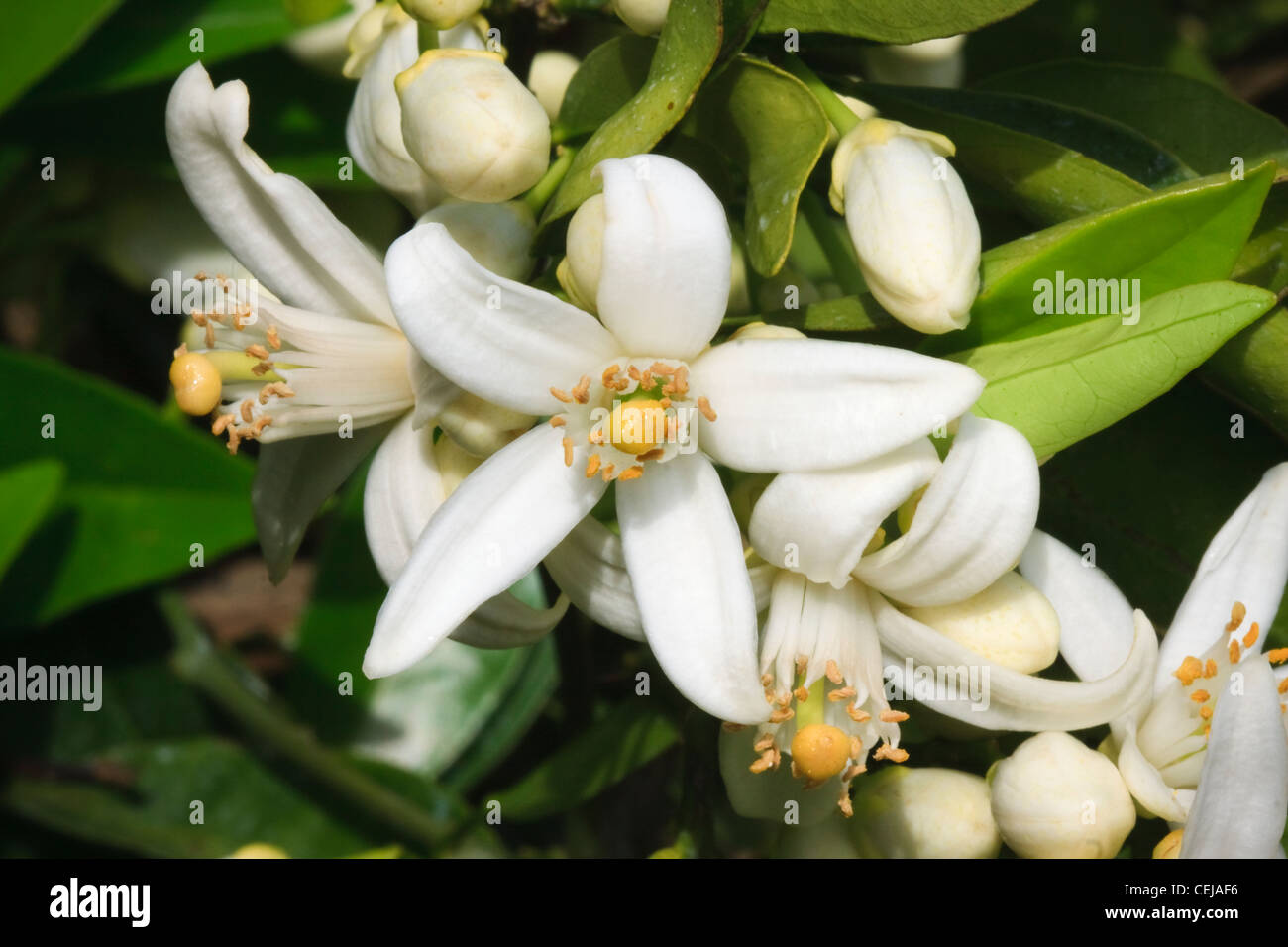 Orange groves california hires stock photography and images Alamy