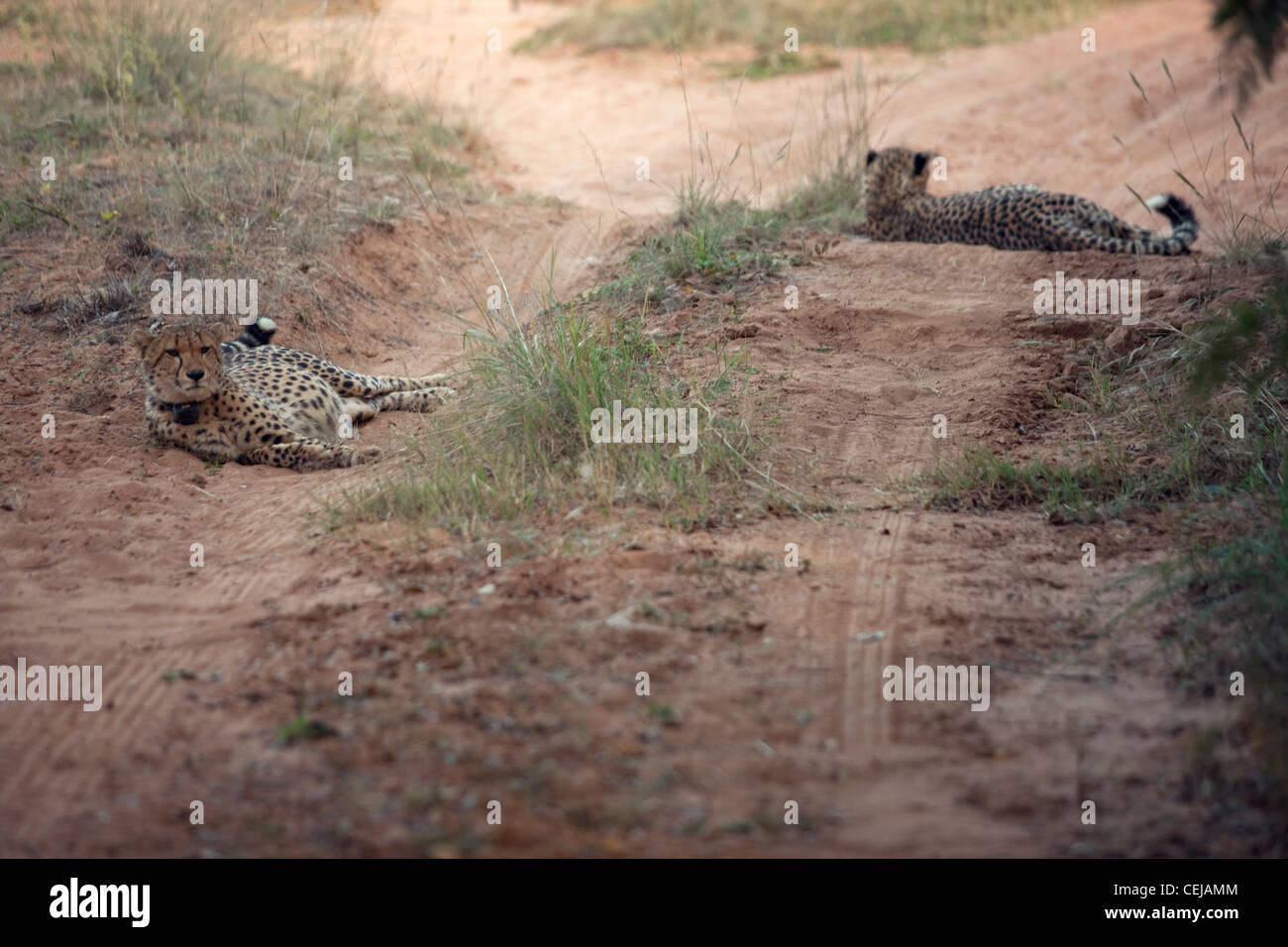 Cheetahs lying in the road,Legends Game Reserve,Limpopo Province Stock Photo