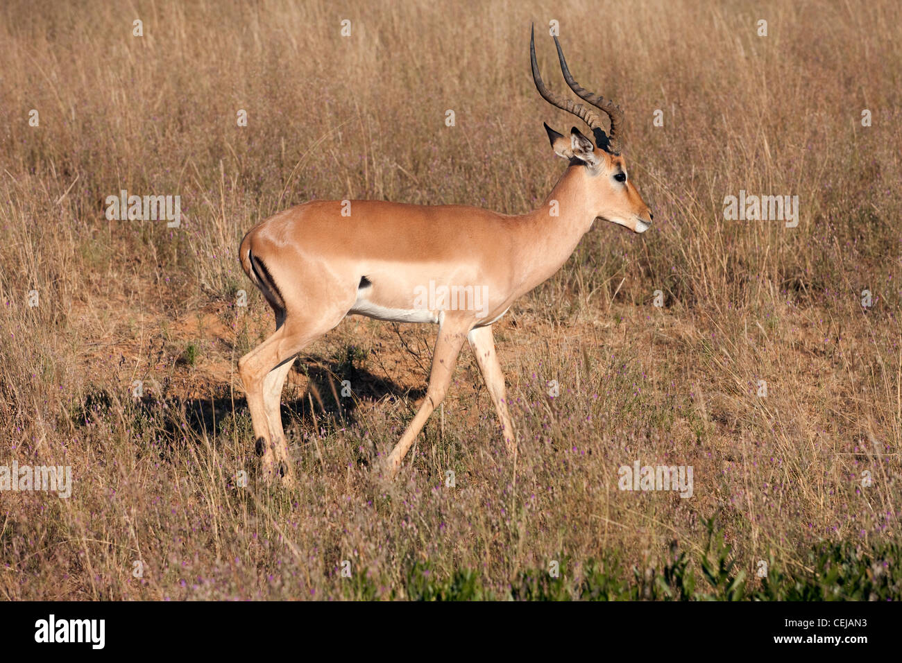 Impala,Legends Game Reserve,Limpopo Province Stock Photo