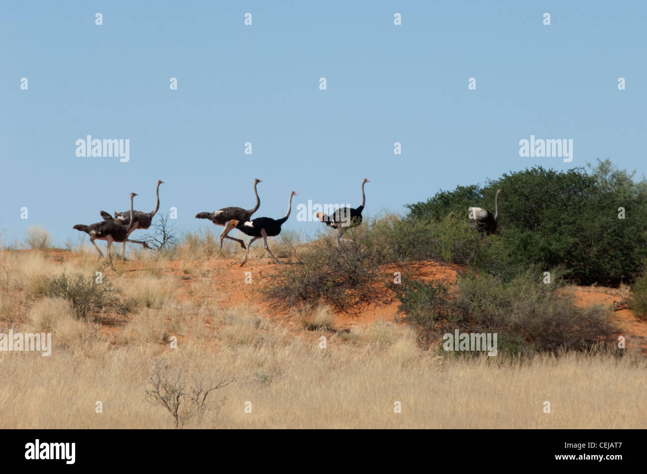 Ostriches near Xaus Lodge,Kgalagadi Transfrontier Park,Northern Cape Stock Photo