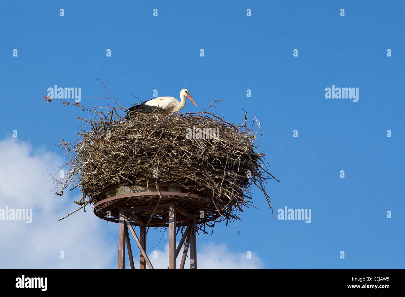 a mother white stork Ciconia ciconi bird on a chimney Stock Photo