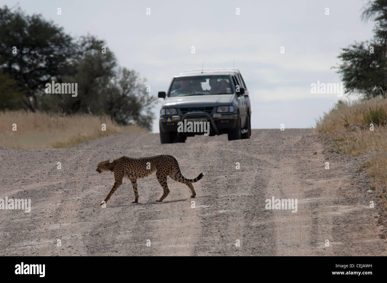 Tourists in game vehicle observing Cheetah with tracking collar near Xaus Lodge,Kgalagadi Transfrontier Park,Northern Cape Stock Photo