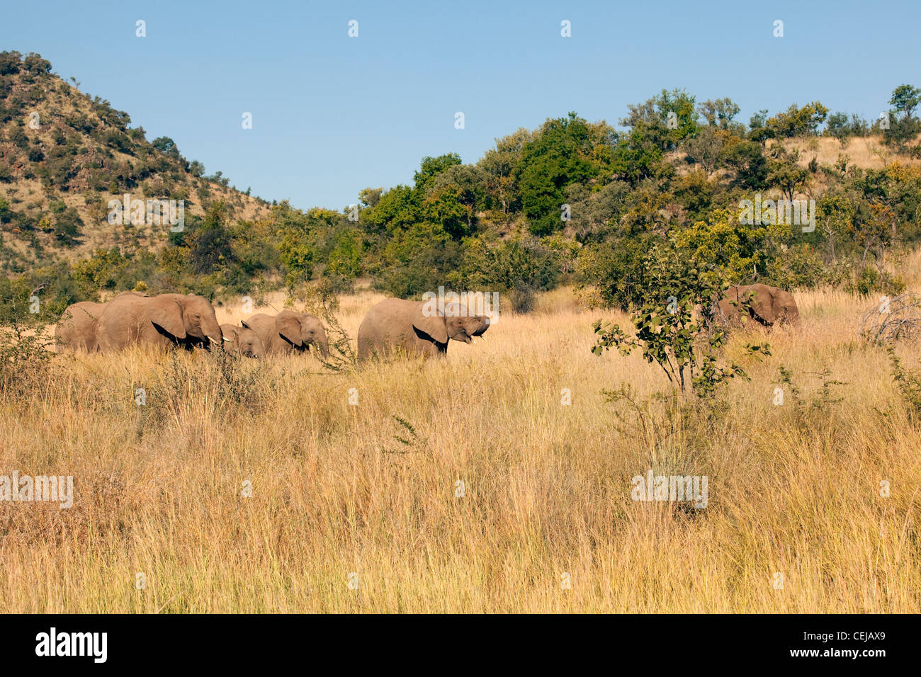 Elephants in Pilanesberg Game Reserve,North West Province Stock Photo