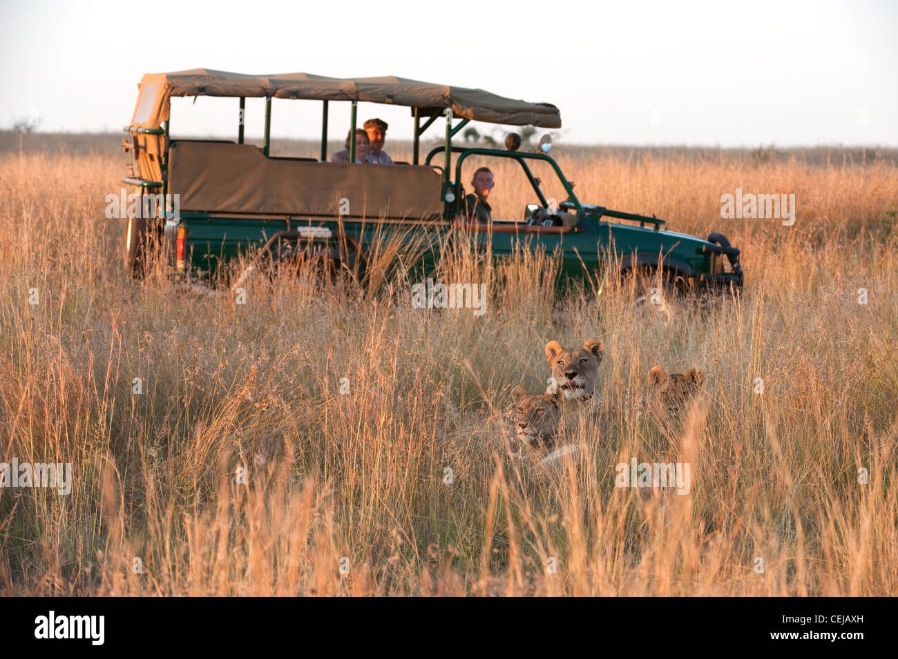 Tourists in game vehicle observing Lioness in grass,Pilanesberg Game Reserve,North West Province Stock Photo