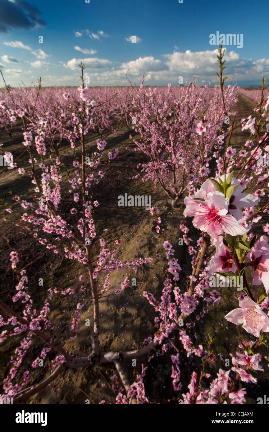 Agriculture Closeup of blossoms and an overview of a peach orchard in