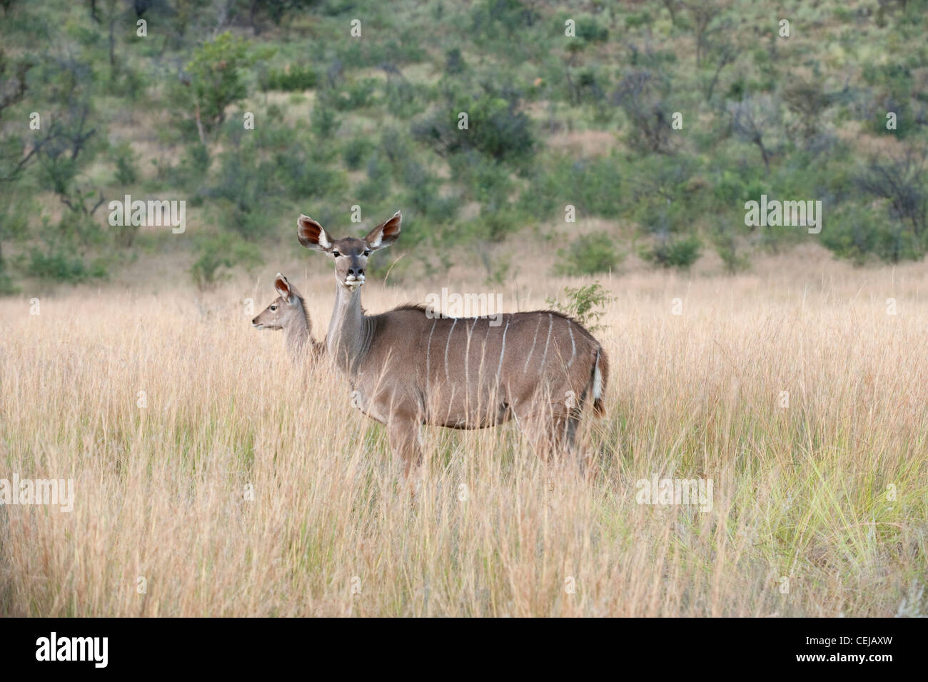 Kudu female in grass,Pilanesberg Game Reserve,North West Province Stock Photo