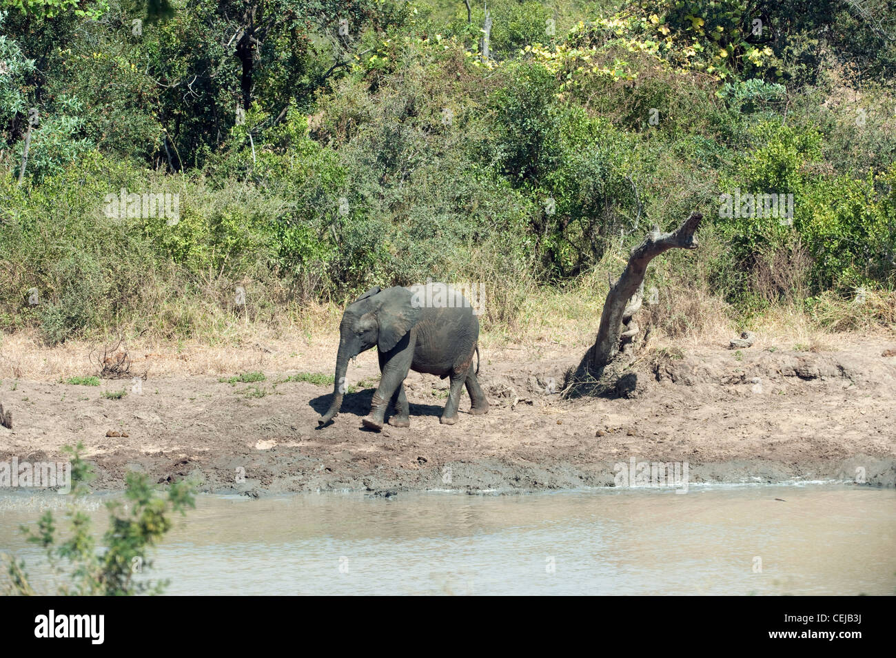 Elephant at watering hole,Legends Game Reserve,Limpopo Province Stock Photo