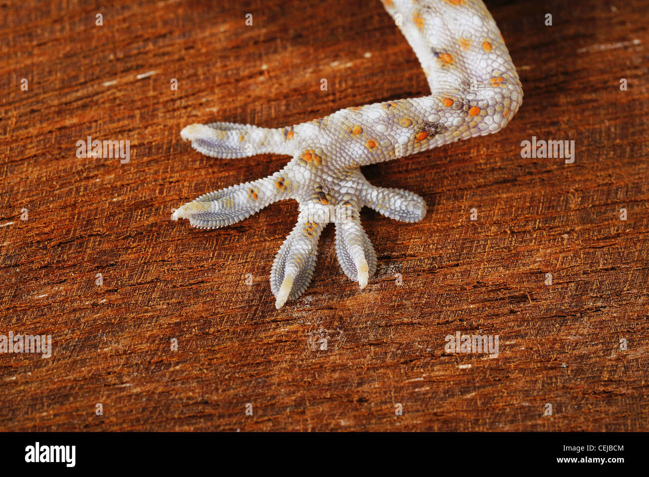 Gecko hands Stock Photo