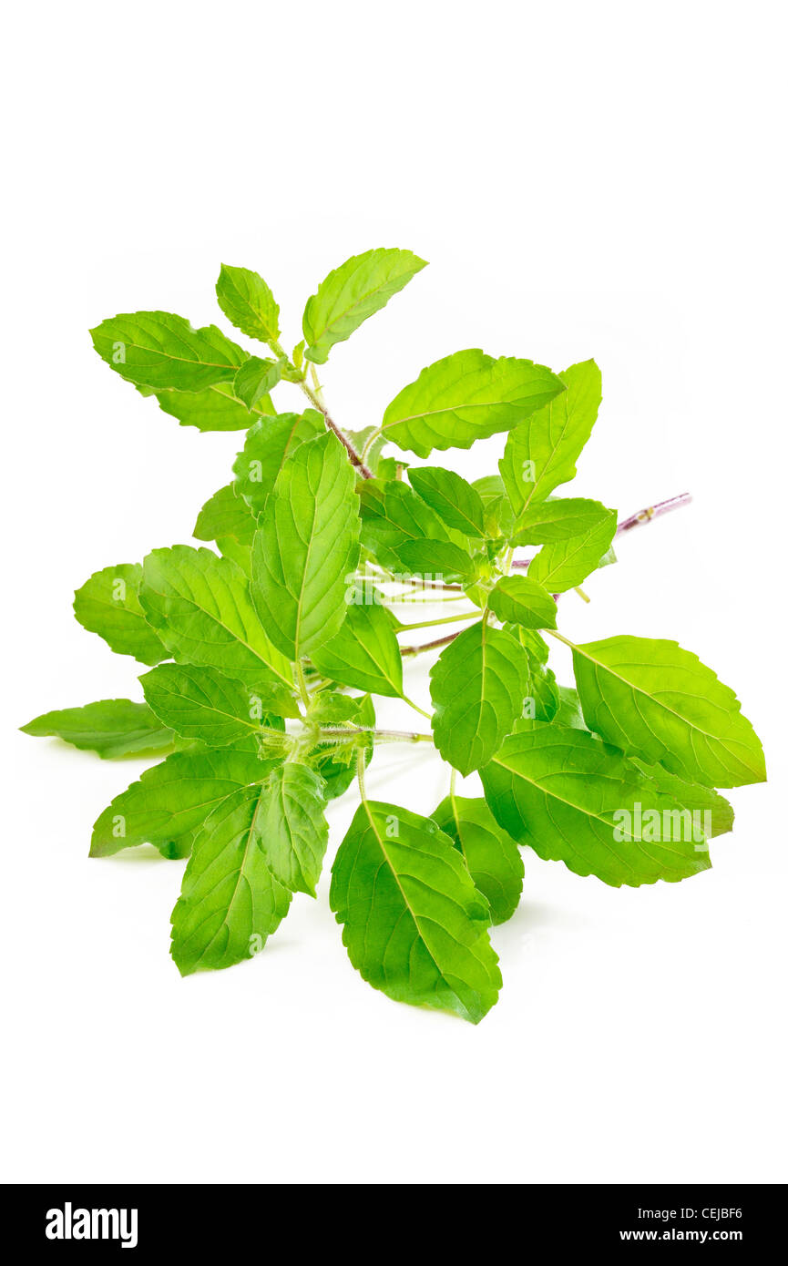 Holy basil hires stock photography and images Alamy