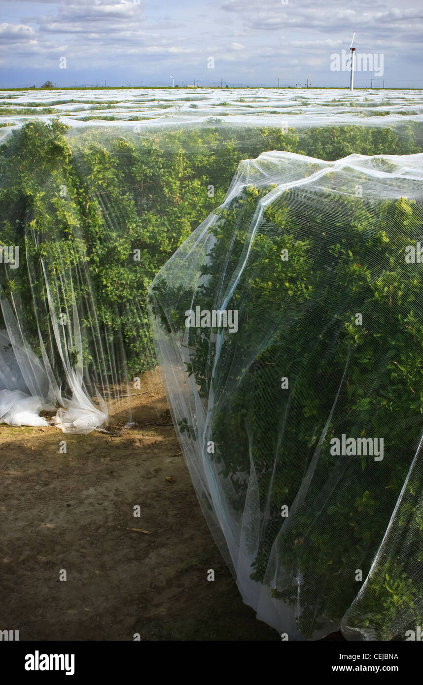 Agriculture - Tangerine orchard covered with bee netting to prevent polination, thus producing seedless fruit / California, USA. Stock Photo