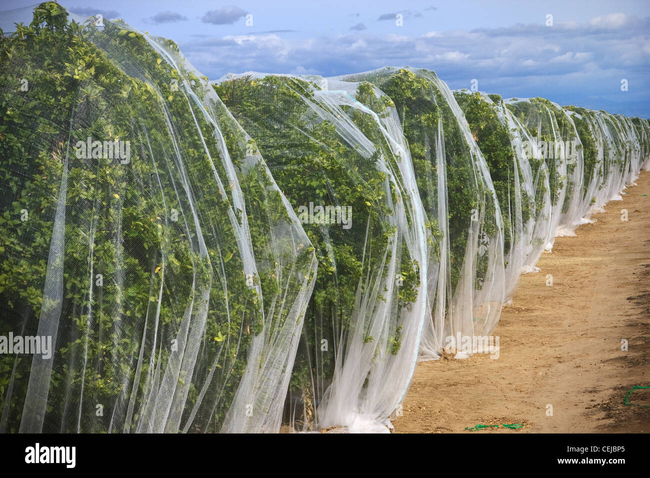 Agriculture - Tangerine orchard covered with bee netting to prevent polination, thus producing seedless fruit / California, USA. Stock Photo