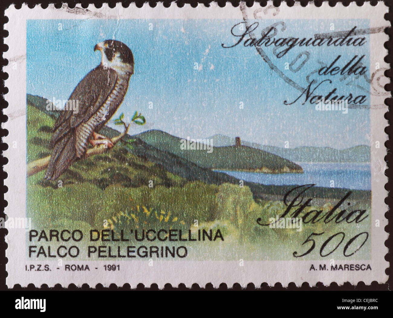 Falco Pellegrino Stock Photos Falco Pellegrino Stock