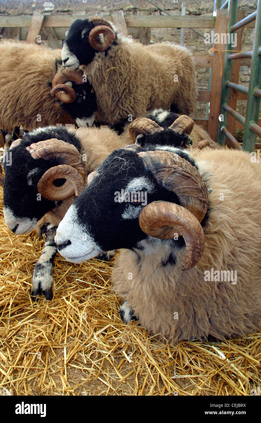 Swaledale sheep bedded down on straw in a holding pen at the sheep auction Stock Photo