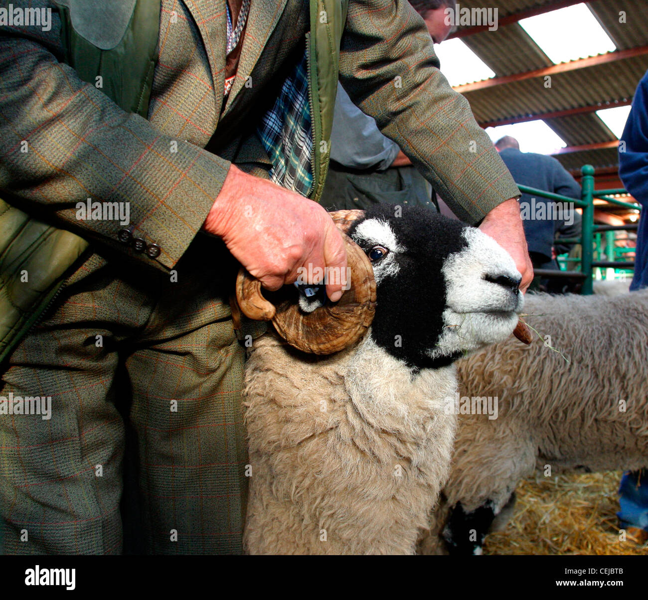 Prize Swaledale ram, being examined by prospective buyer before auction at the sheep sales. Stock Photo