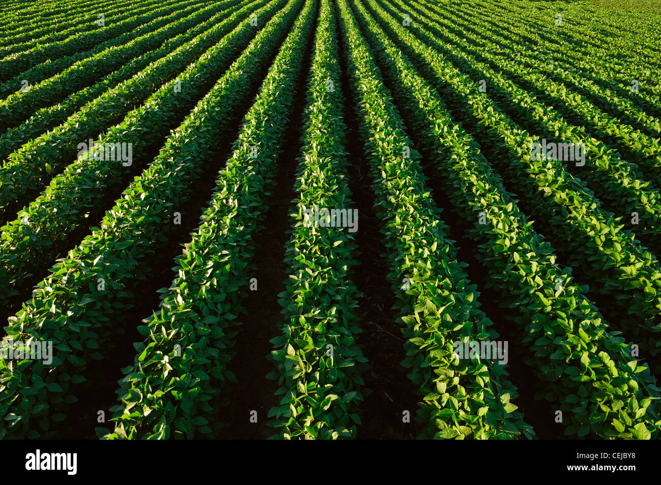 Soybean plants hi-res stock photography and images - Alamy