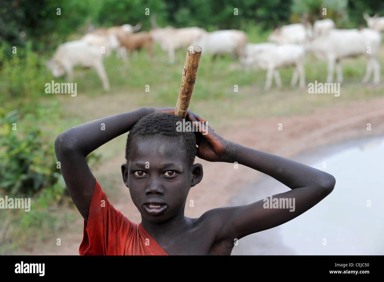 Africa SOUTH SUDAN  Bahr el Ghazal region , Lakes State, Rumbek , cattle camp, young shepherd with cattle Stock Photo