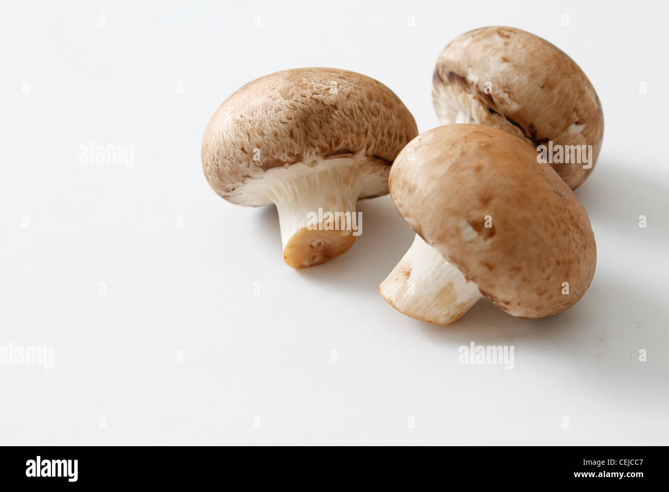 Brown mushrooms Stock Photo