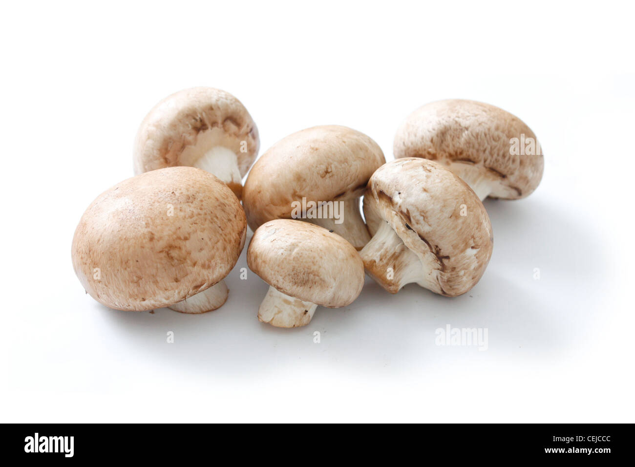 Brown mushrooms Stock Photo