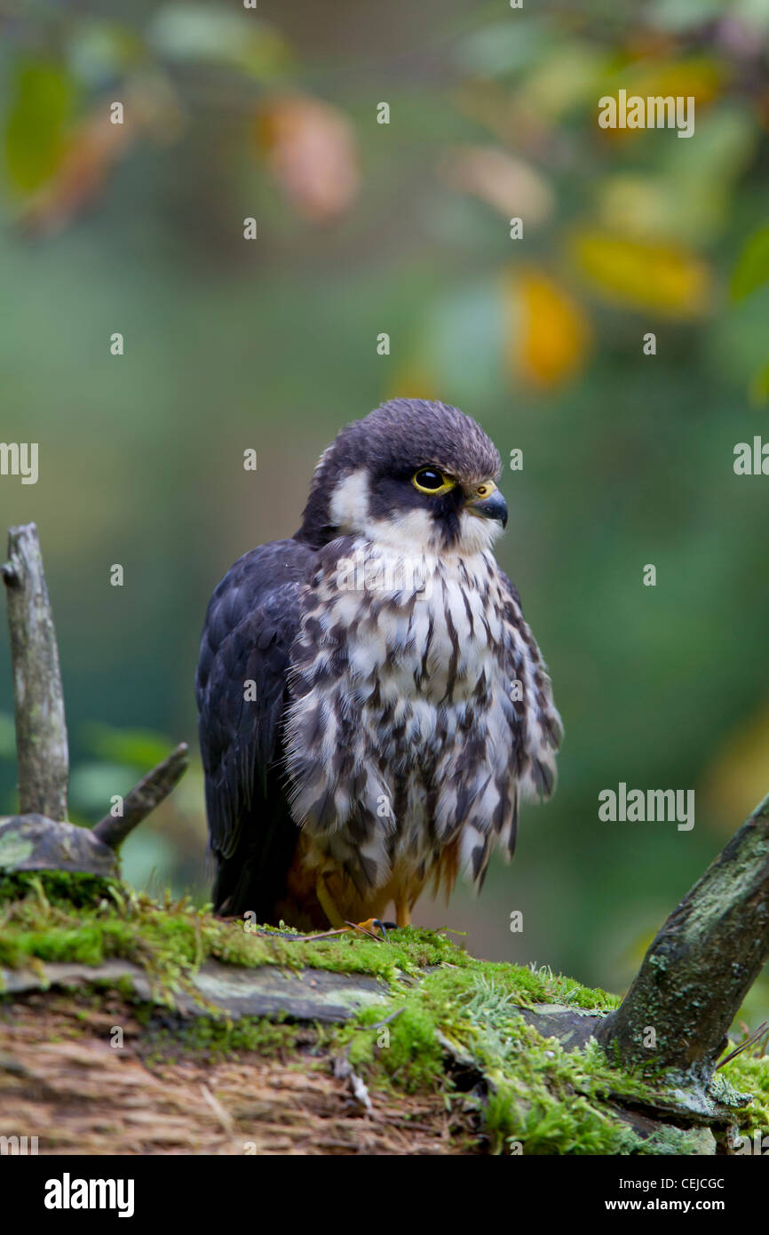 Eurasian Hobby Falco subbuteo Baumfalke Falke Stock Photo