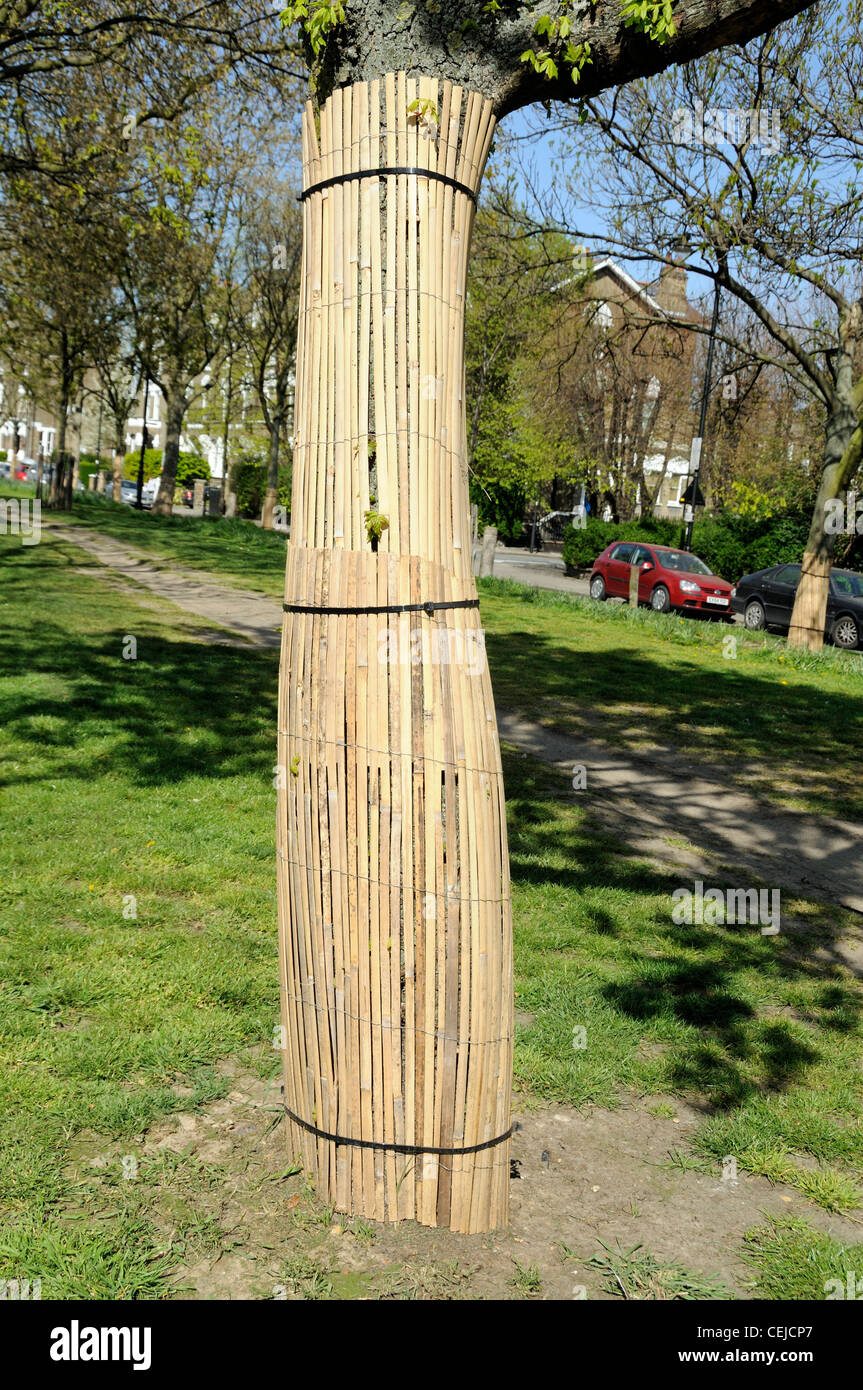Bamboo wrapping tree guard around the tree's trunk to protect their bark being stripped by status dogs trained for fighting Stock Photo