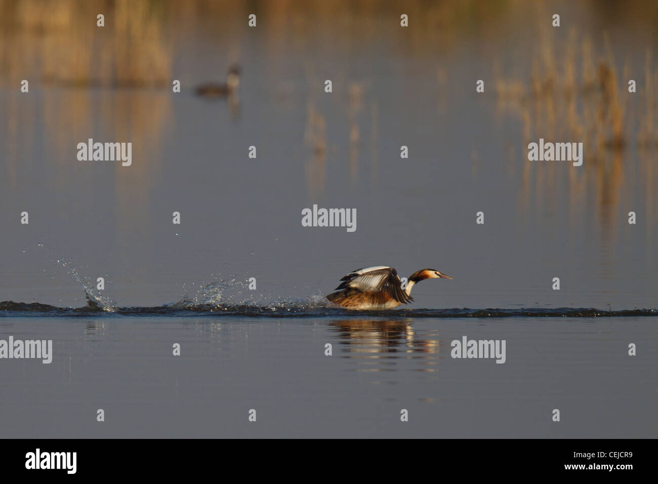 Great Crested Grebe Haubentaucher Podiceps cristatus Stock Photo